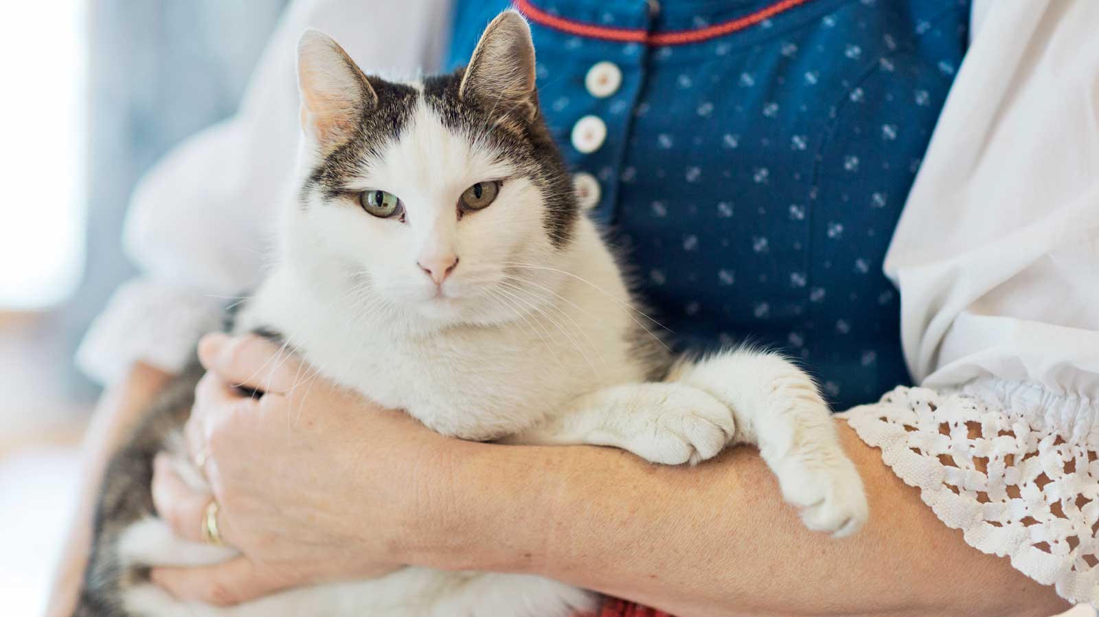 Unsere Hotelkatze Bizi